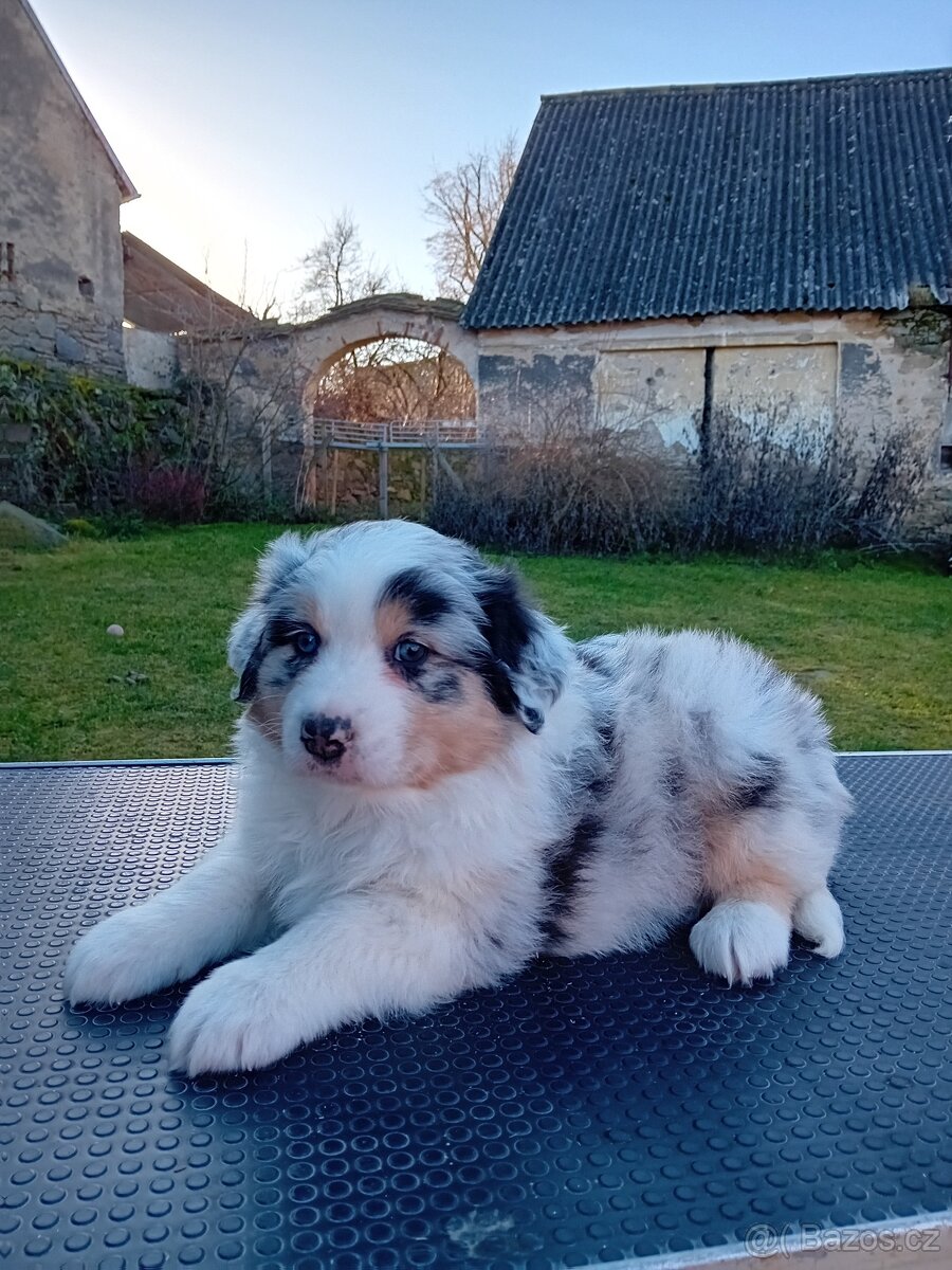 Australský ovčák štěňata - 7