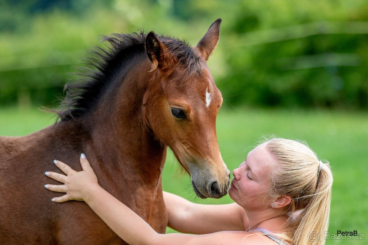2-letá wpbr klisnička - 7
