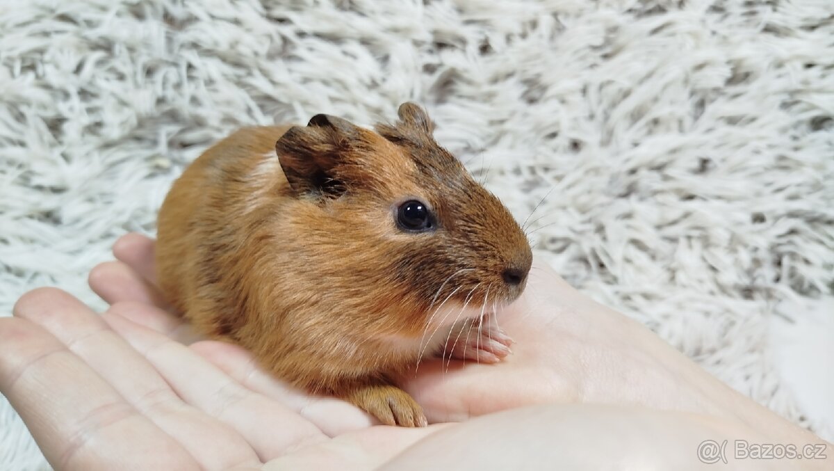 Morče, Morčata, Morčátko, Morčátka - JACOB A JAMES - 7