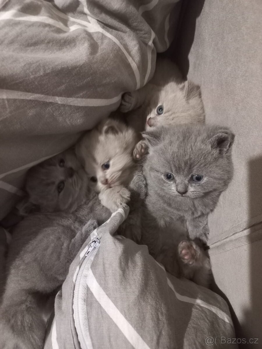 Britská koťátka bez PP - 7