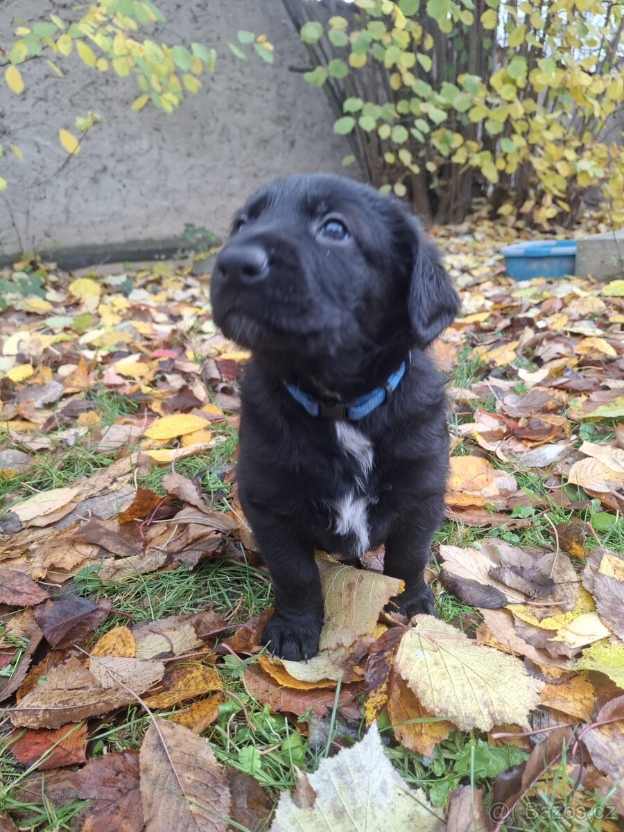 Šťěňata kříženců - 7