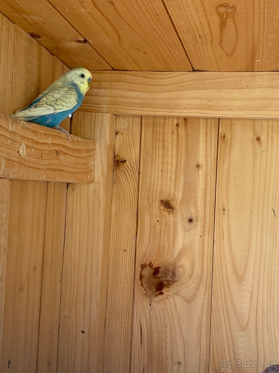 Prodám mladé andulky - 7