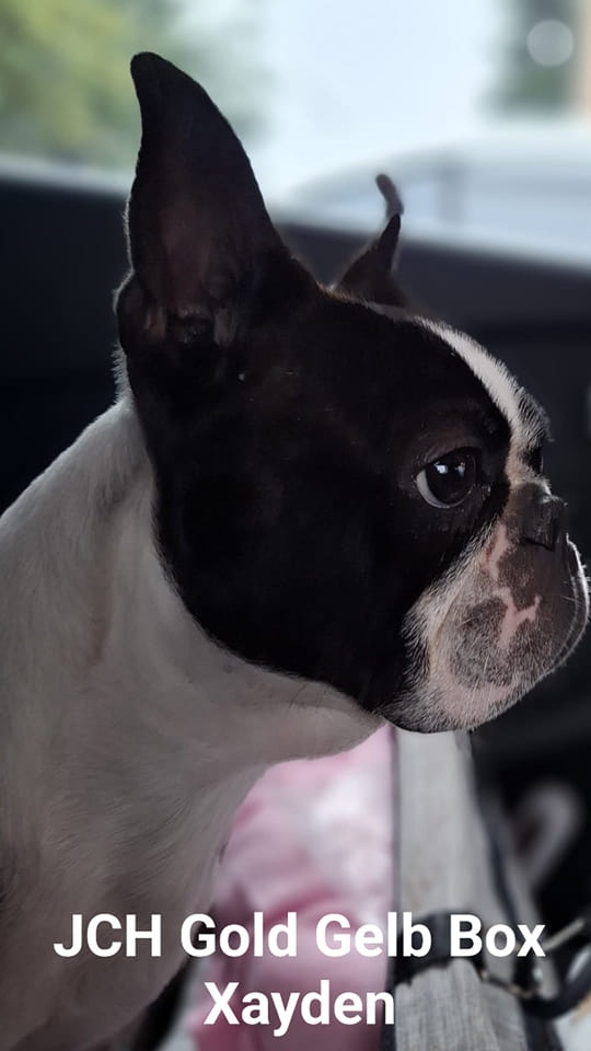 Boston, bostonský terier krytie. - 7