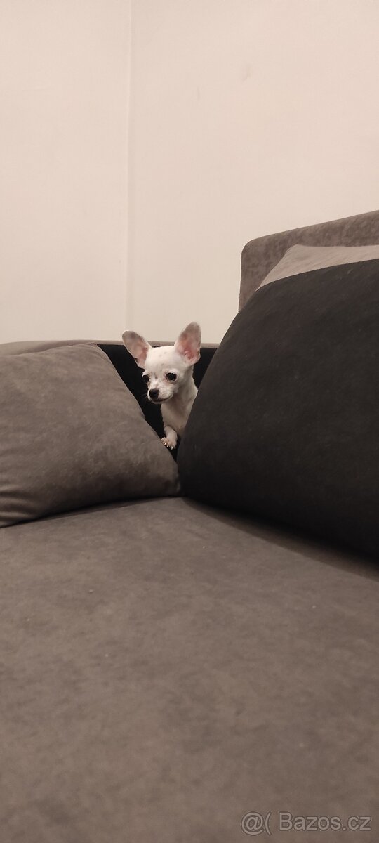 Čivava štěňata s PP - 7