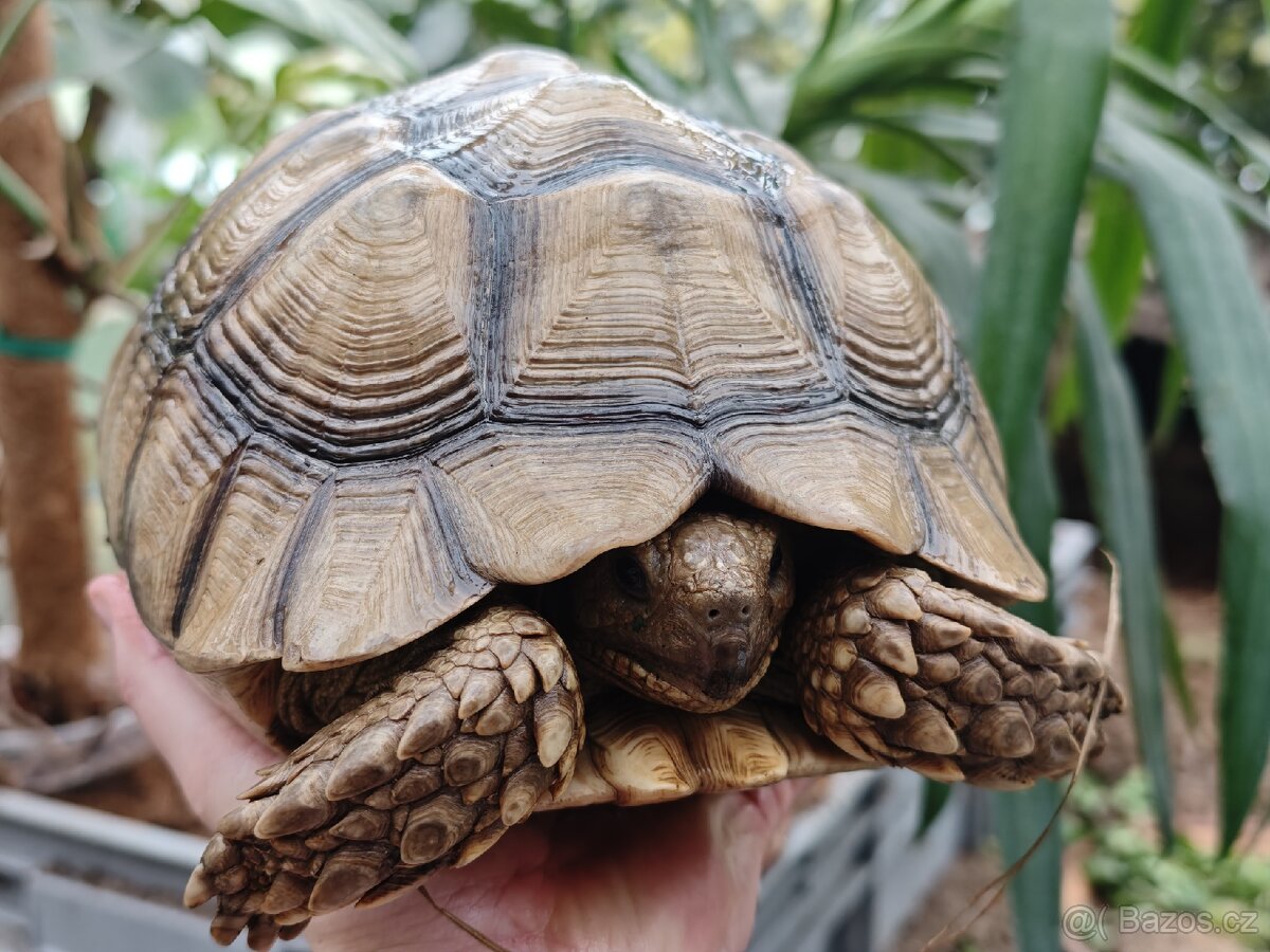 Samice želvy ostruhaté - sulcata - 7