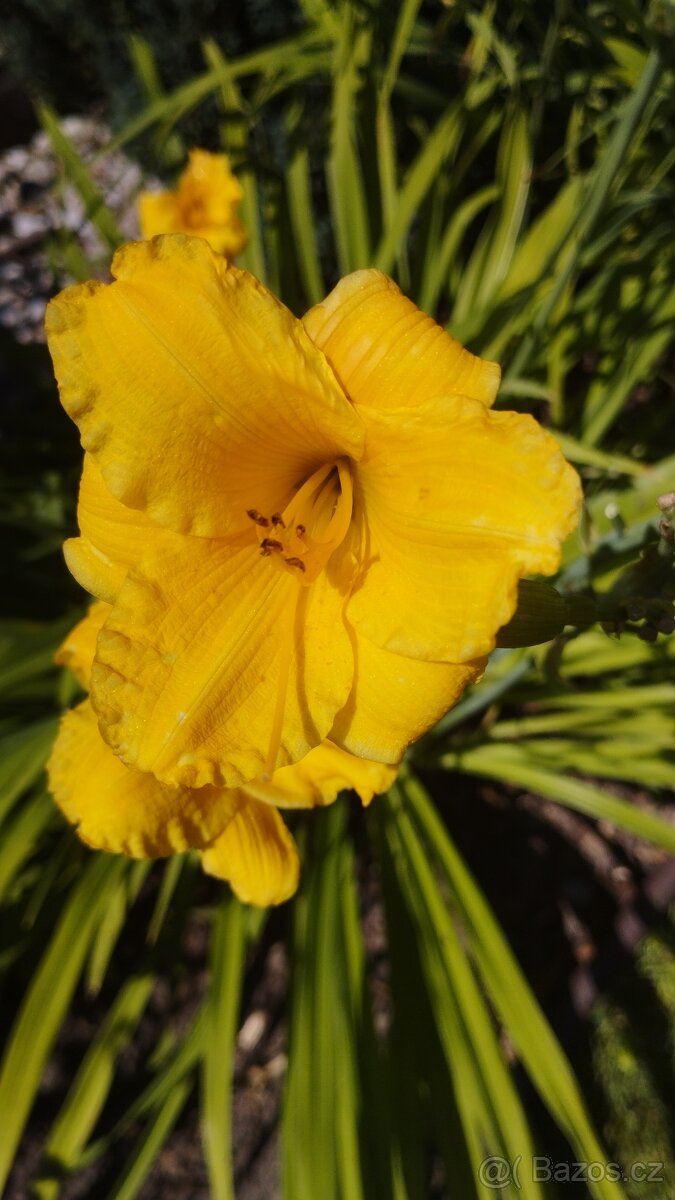 Trvalky, bylinky odběr na jaře - 7