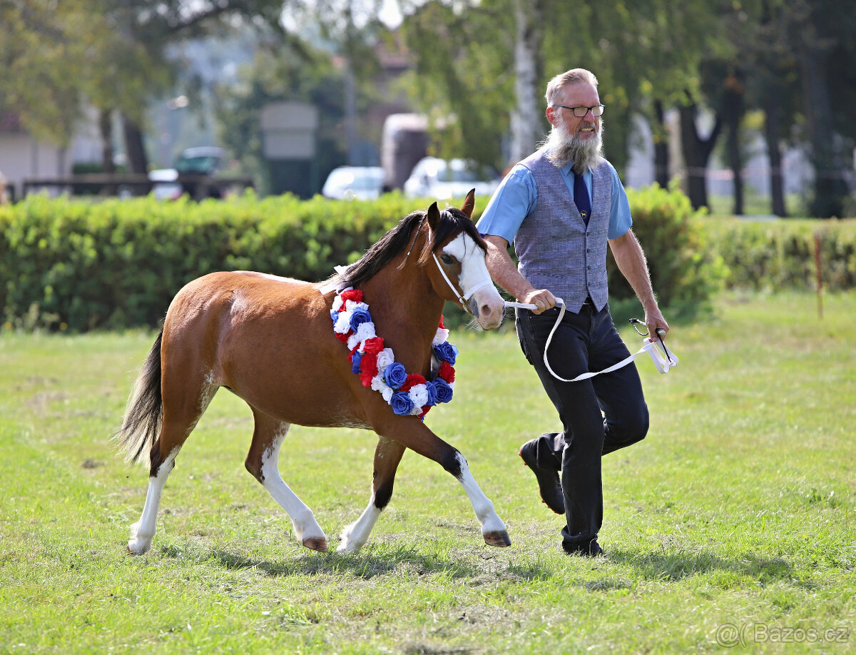 Welsh mountain pony, sekce A - 7