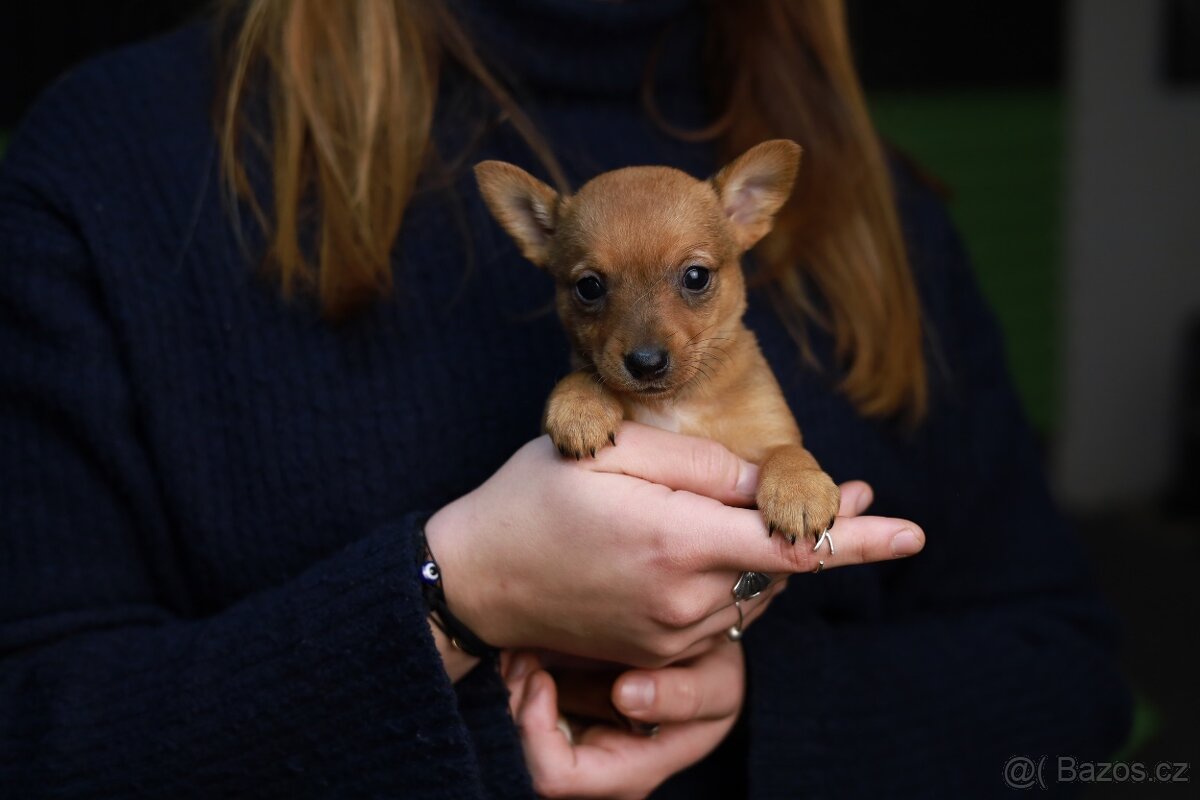 Štěňata křížence k odběru ihned - 7