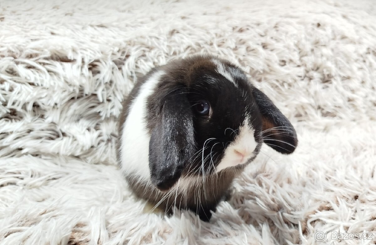 Zakrslý beránek, králíček, králík - LADY - 7