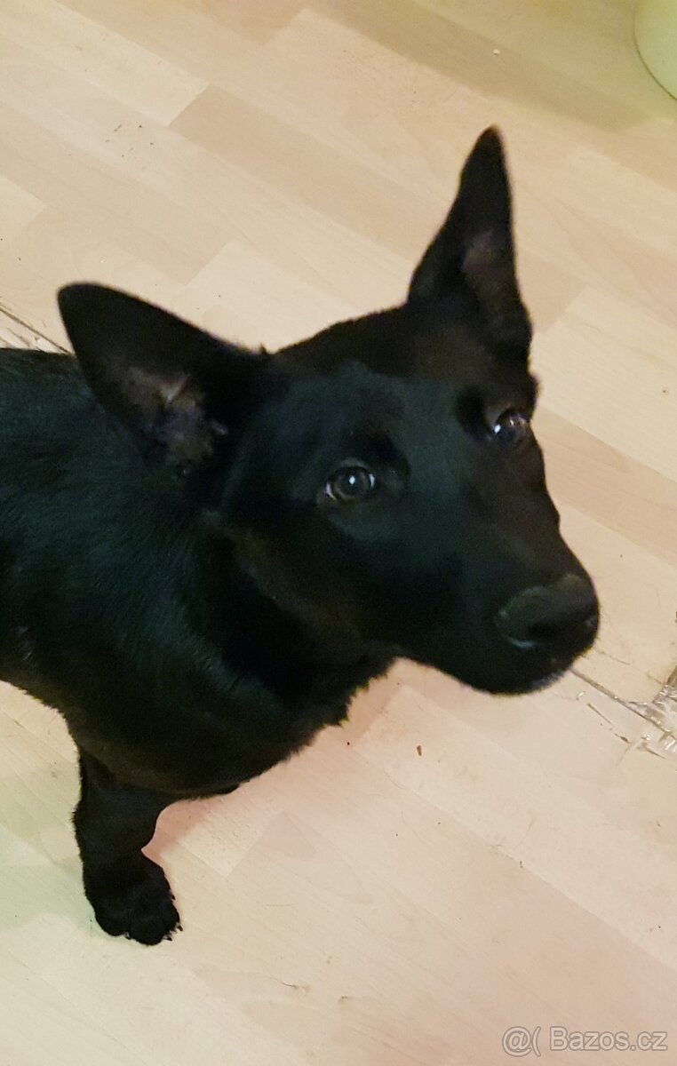 Belgický ovčák - 7