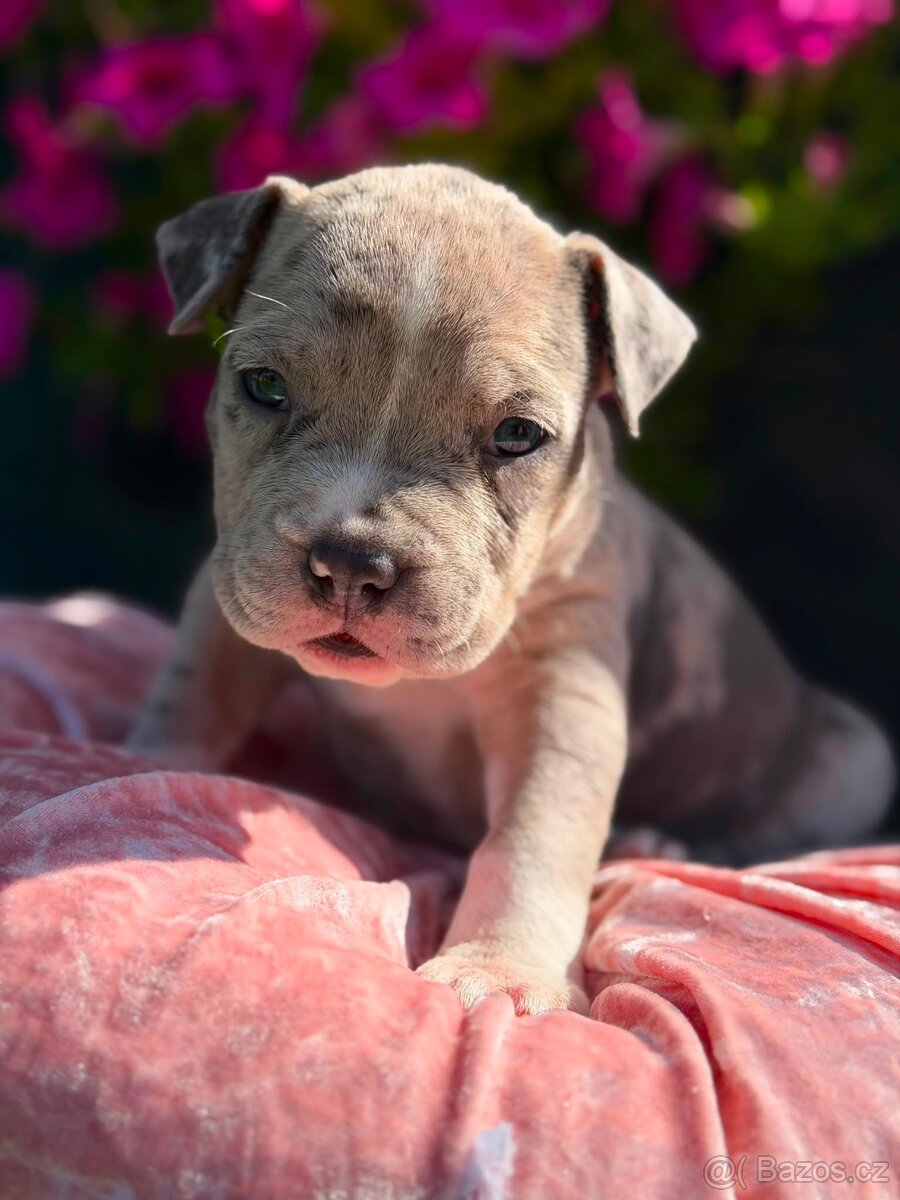 American Bully - 7