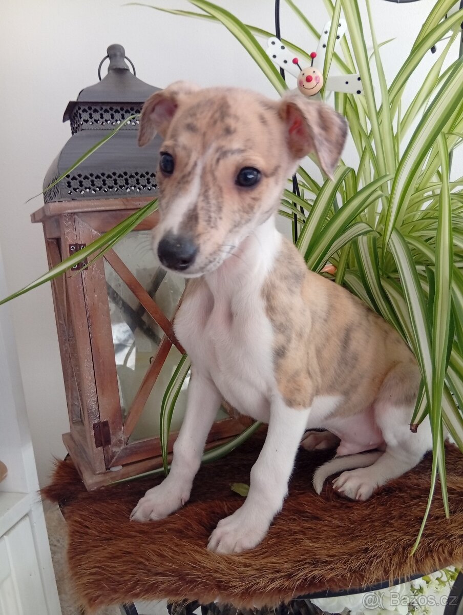 Whippet/Vipet s PP FCI - 7