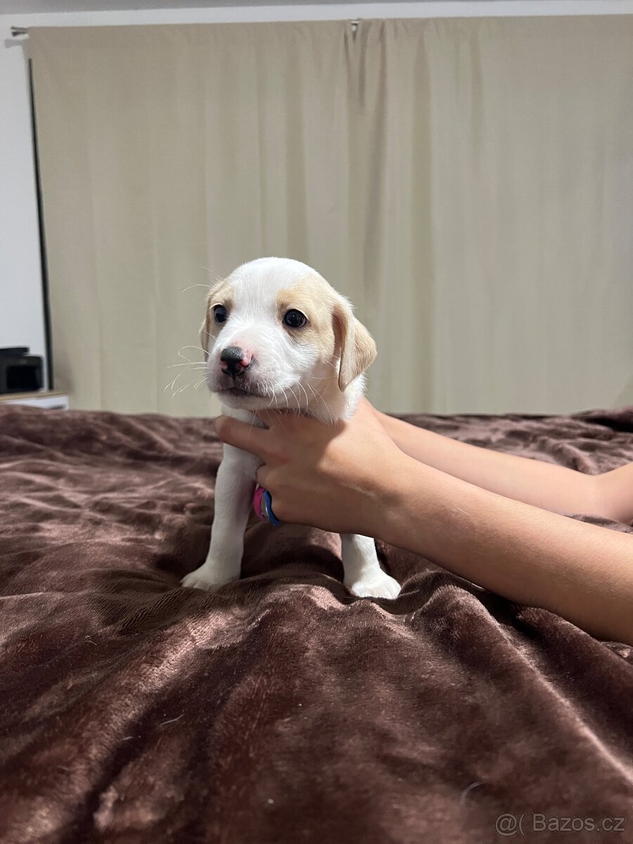 Dánsko Švédský farmářský pes - 7