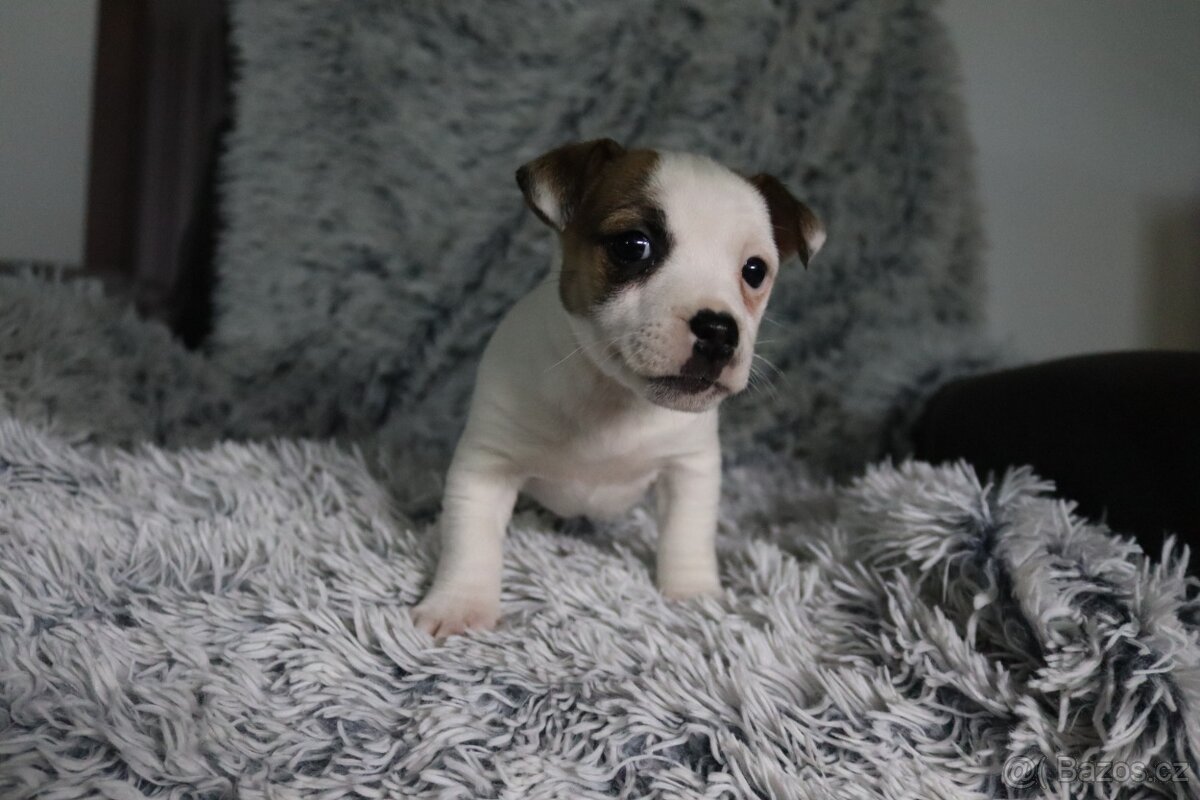 Jack Russell teriér - 7