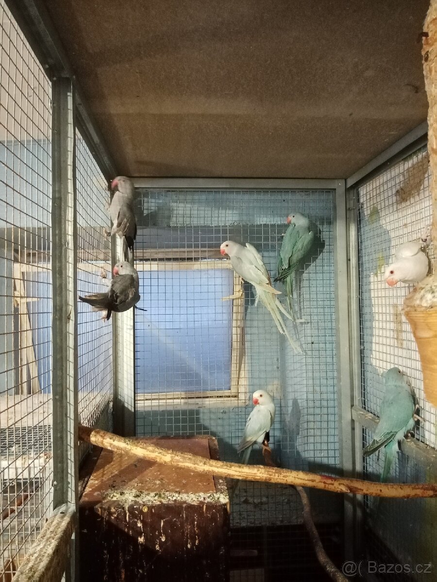 Alexandr malý - 11ks - 7