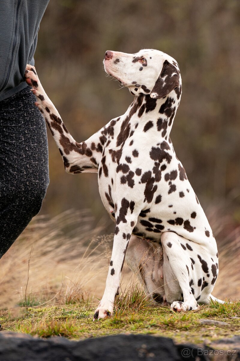 Dalmatin - štěňátka s PP FCI - 7