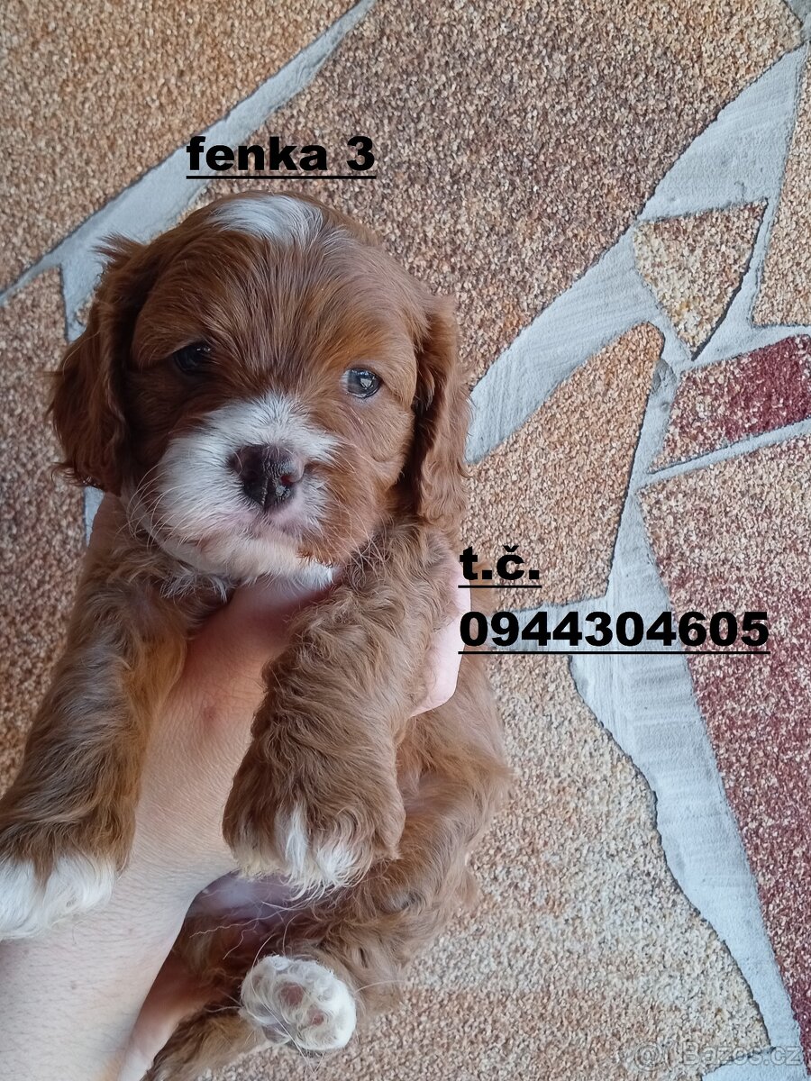 cavapoo - 7