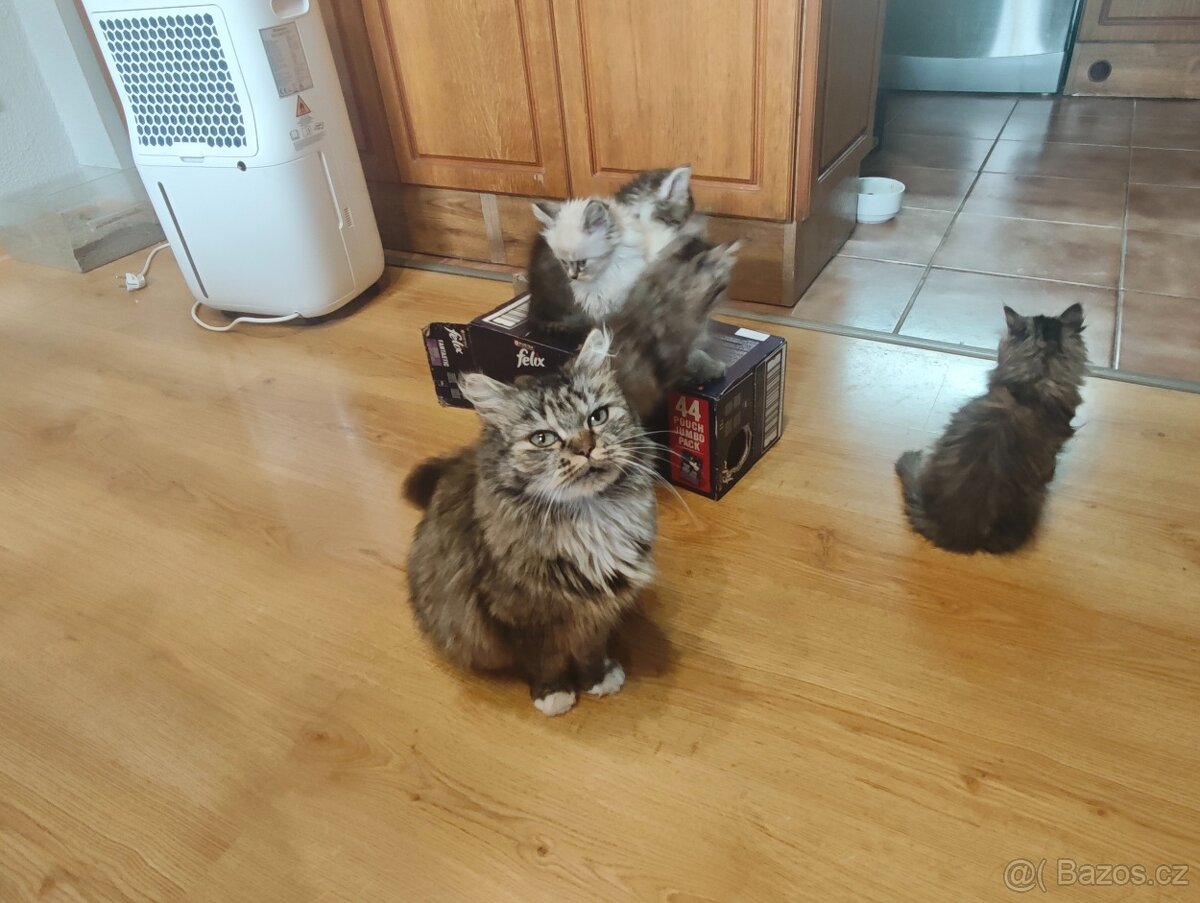 Koťata britská dlouhosrstá - 7