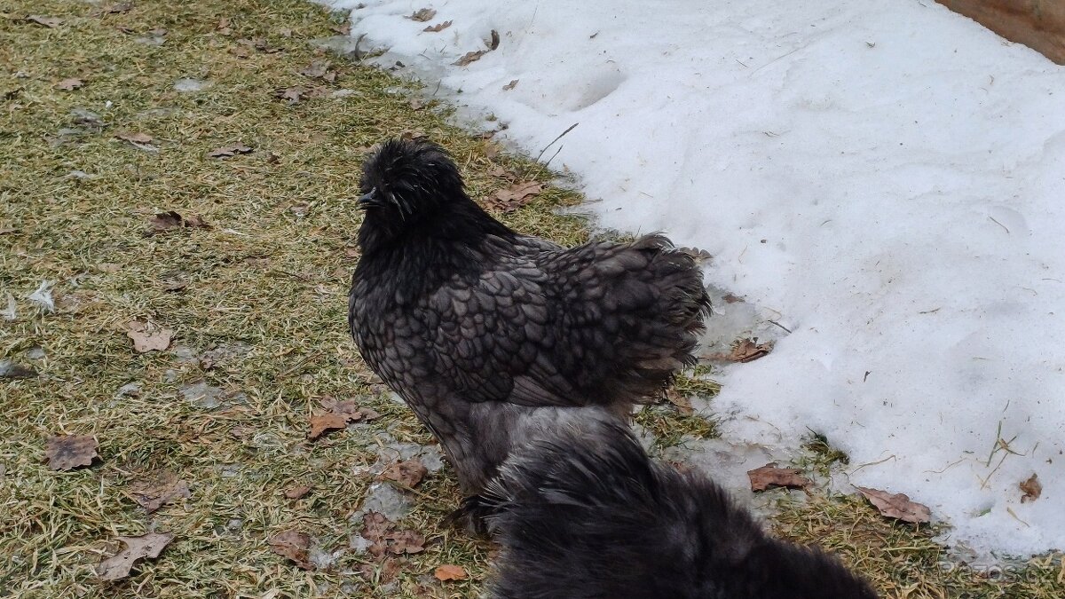 Hedvábnička slepička - 7