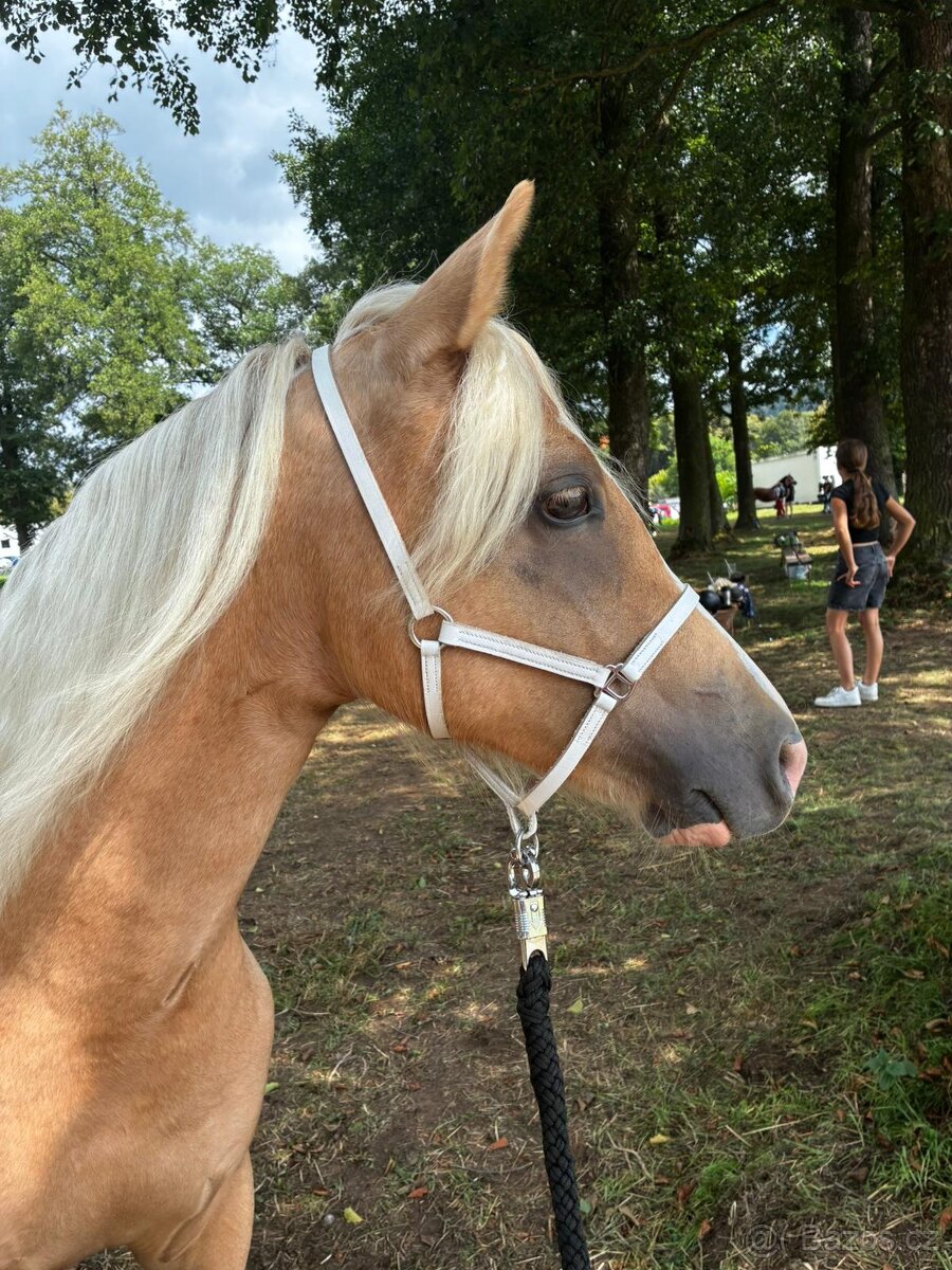 Prodám klisnu welsh pony, sekce B. - 7