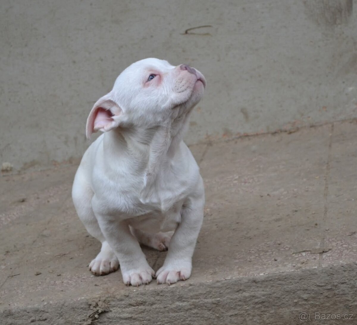 American bully pocket / standard - 7