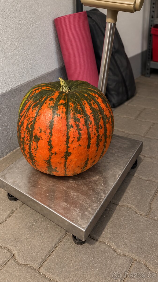 Dýně - 7