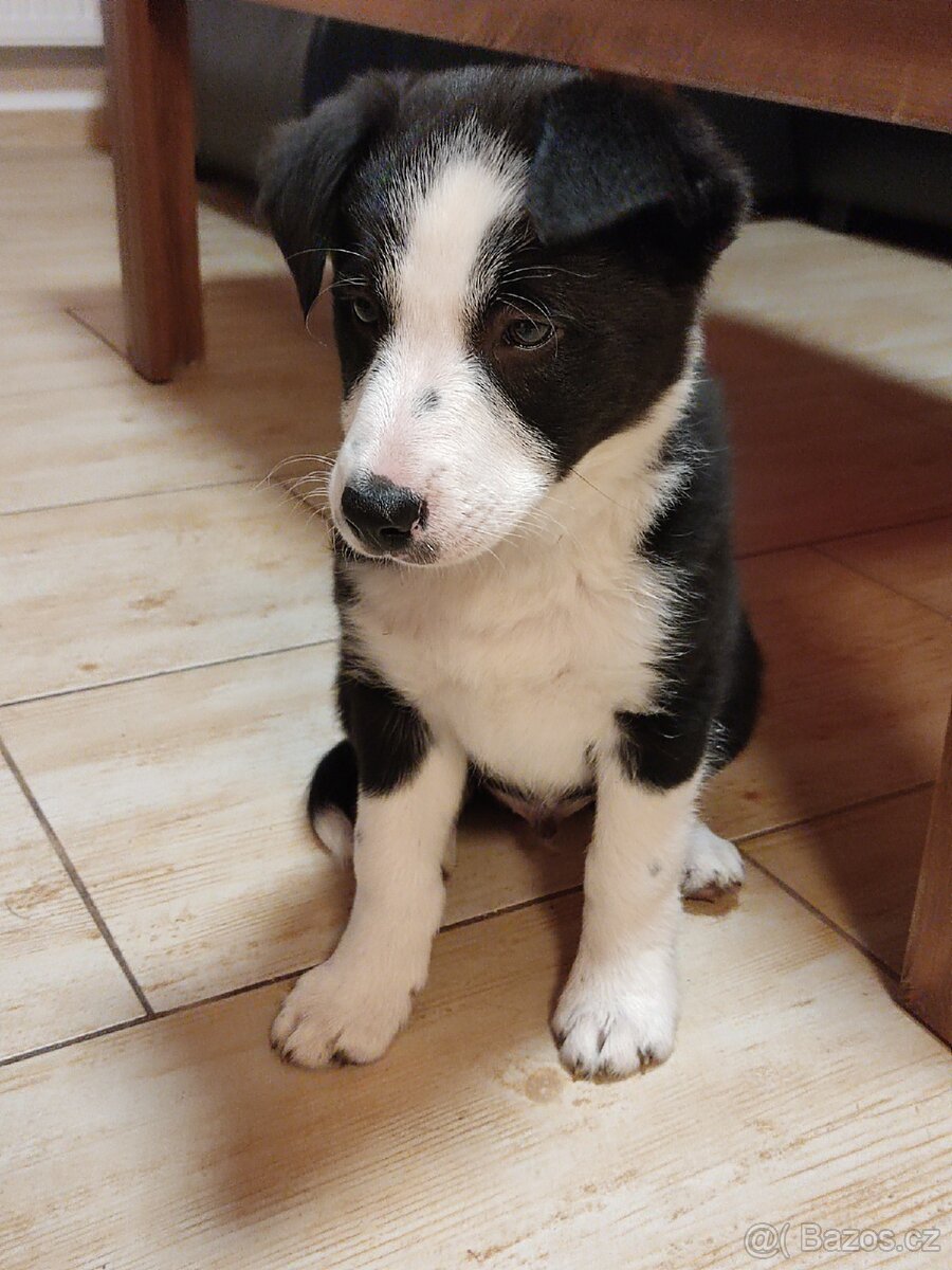 Border kolie již k odběru - 7