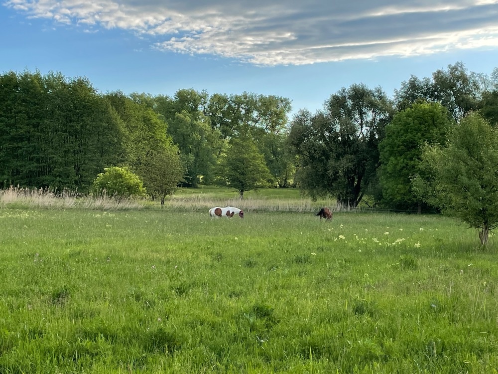 Pastevní ustájení 🌿🐴 - 7