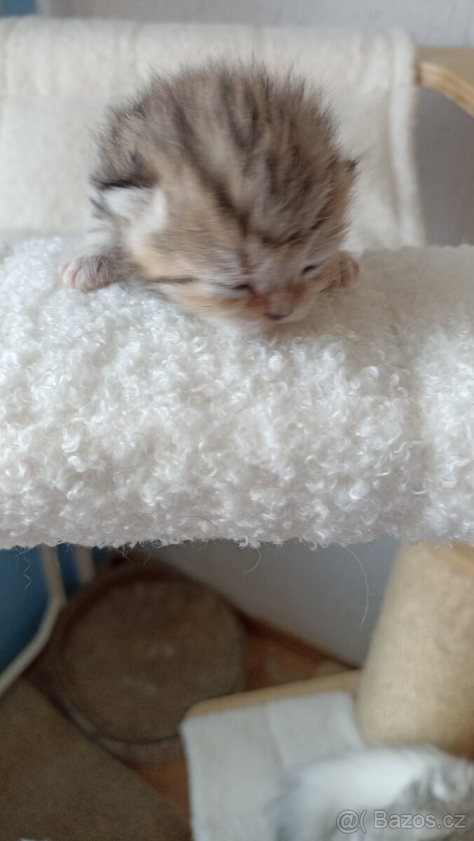 Britská whiskas kočička s PP - 7