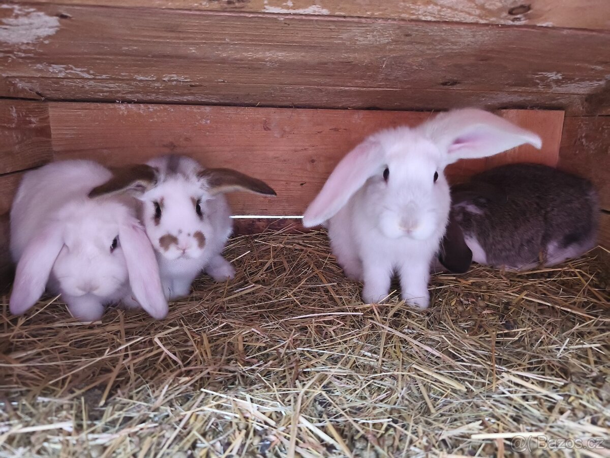 Francouzský beran - 7