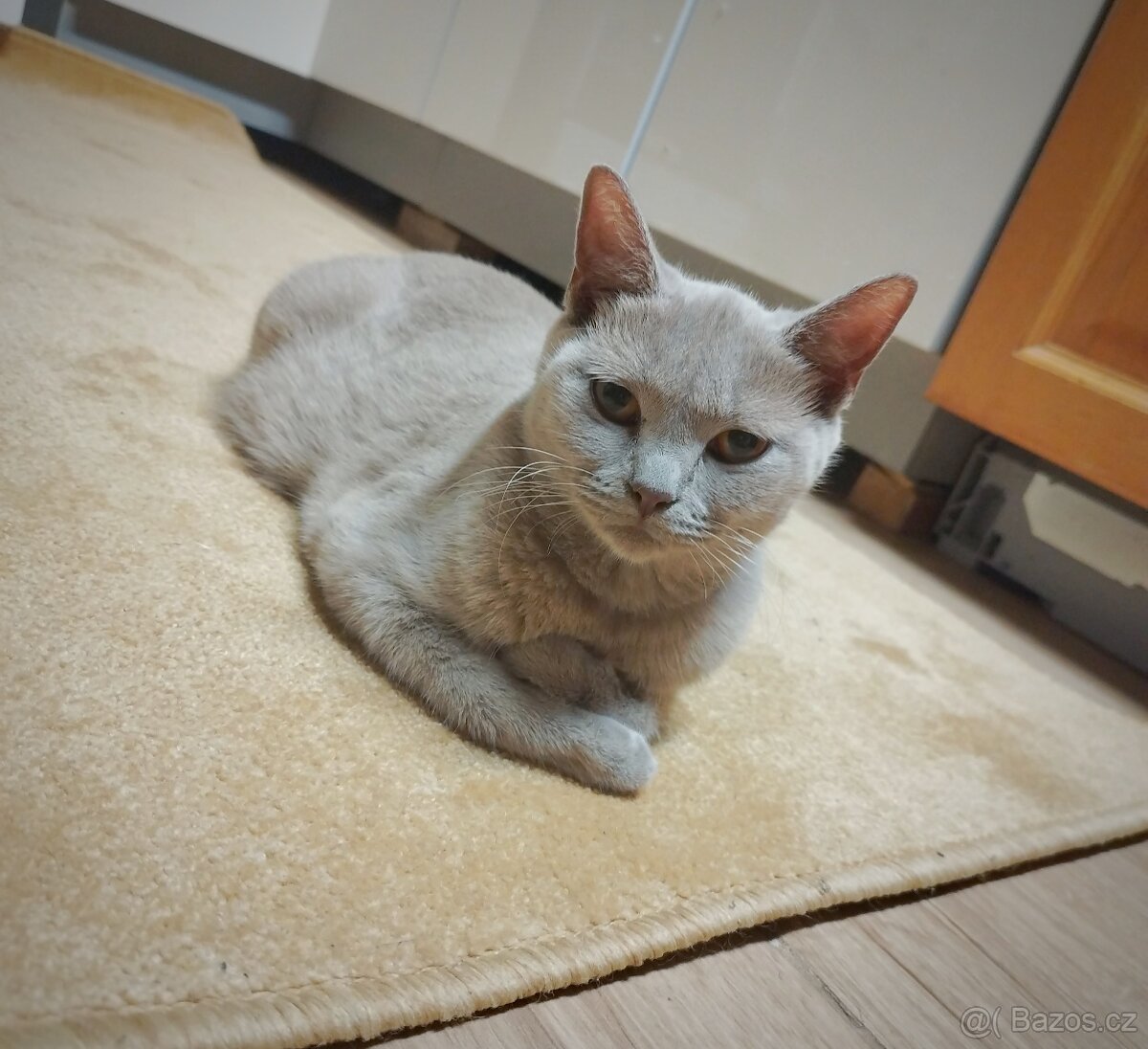 Britská černá krátkosrstá a dlouhosrstá koťata - 7