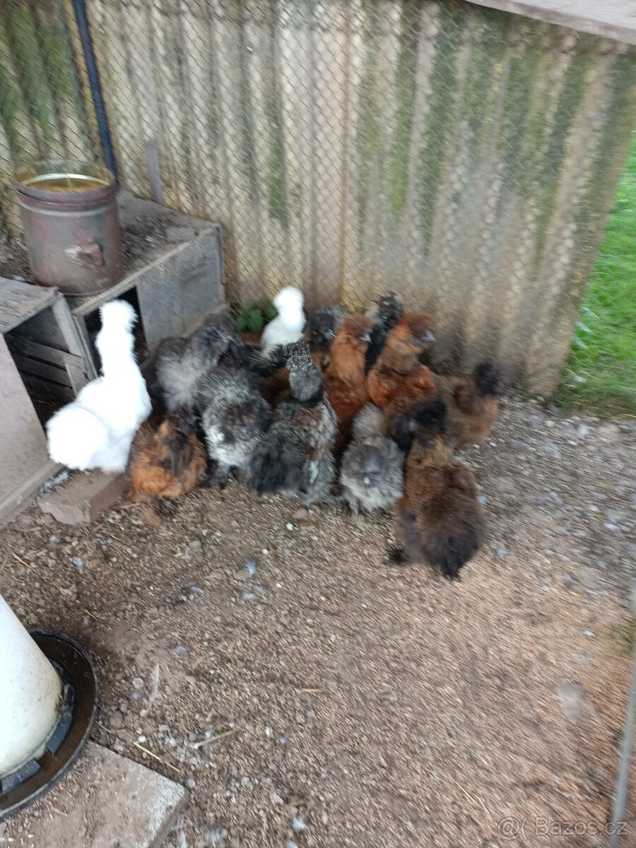 Kohouti Hedvábničky - 7