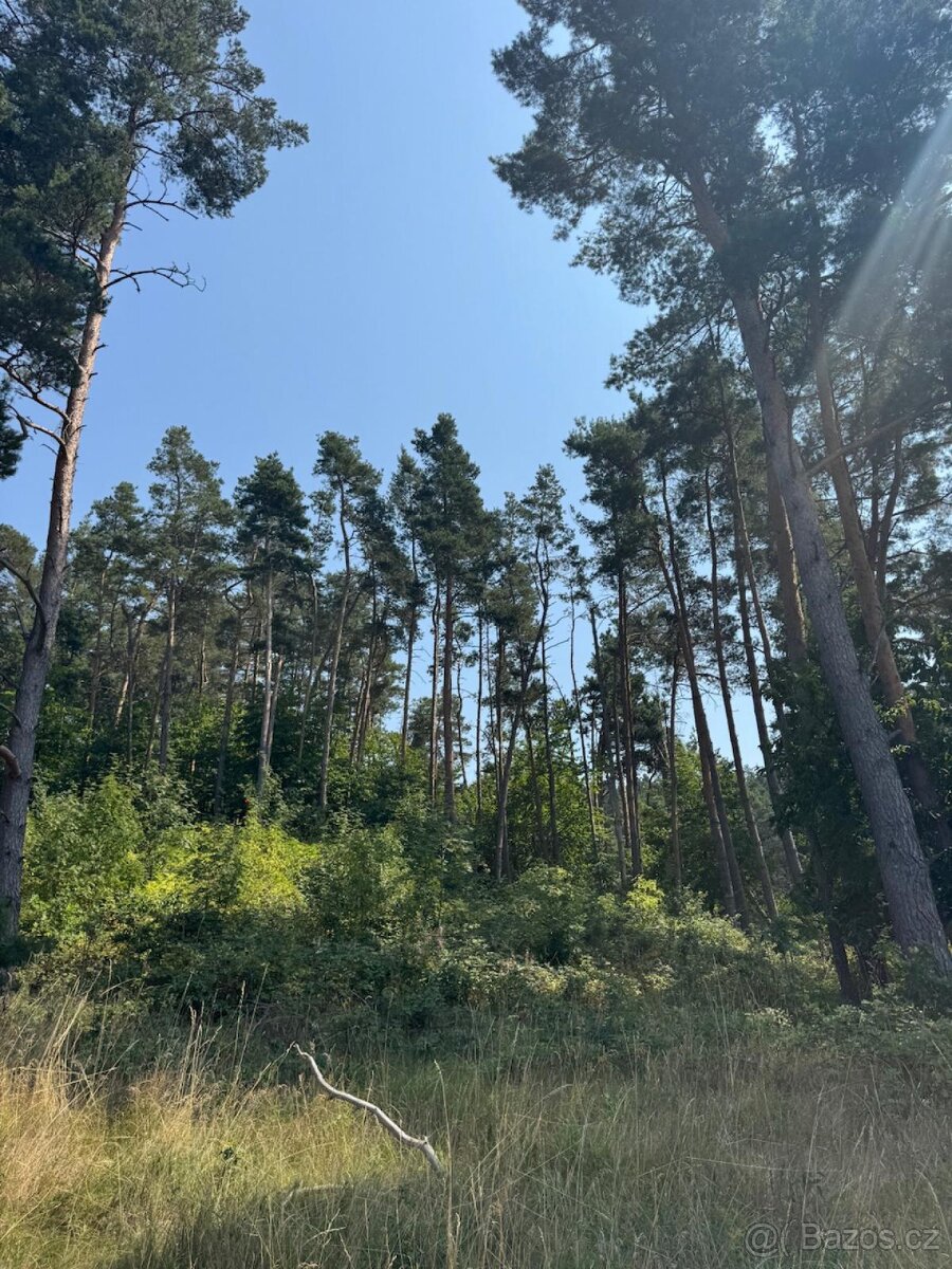 Prodej lesních pozemků v k.ú. Volenice - 7