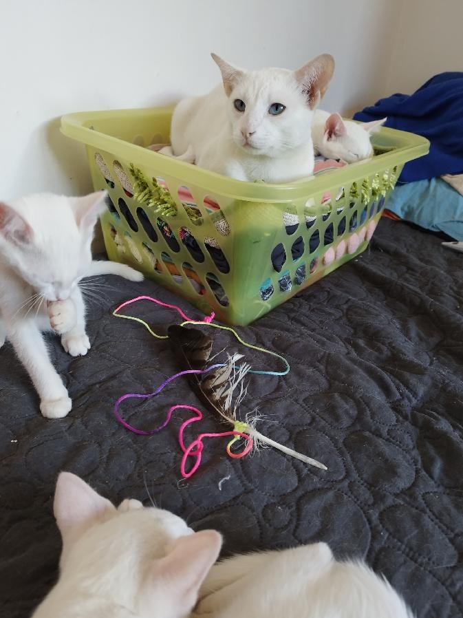 Poslední kocourek - 7