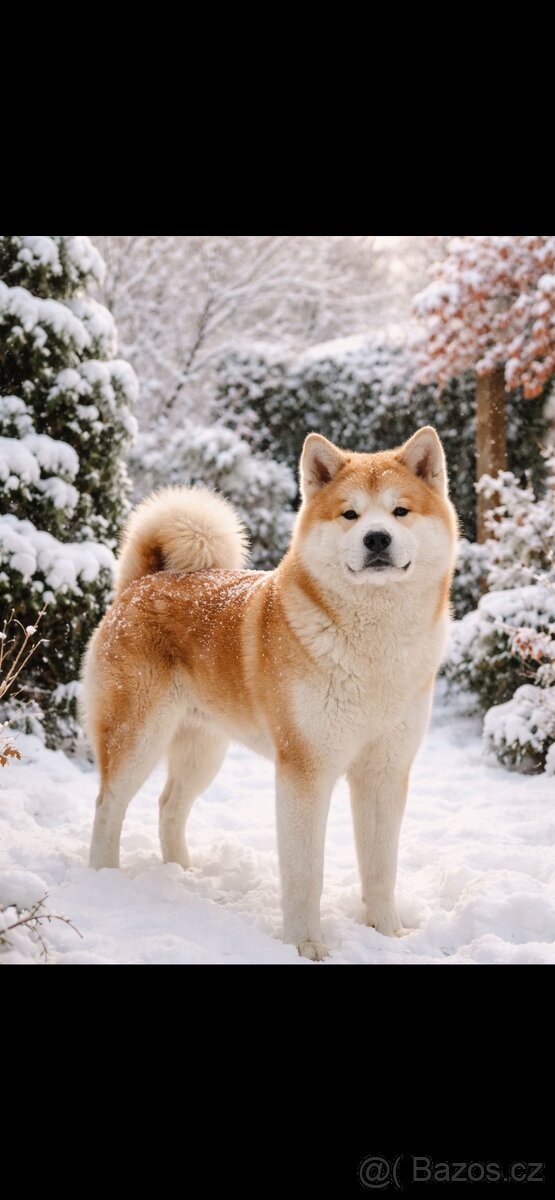 Štěňátka Akita Inu - 7