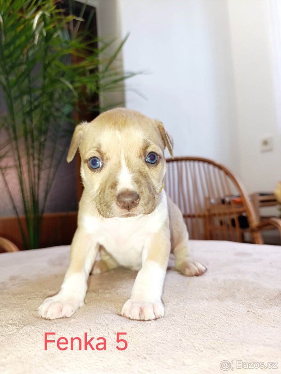 🐾 Americký stafordšírský teriér - 7