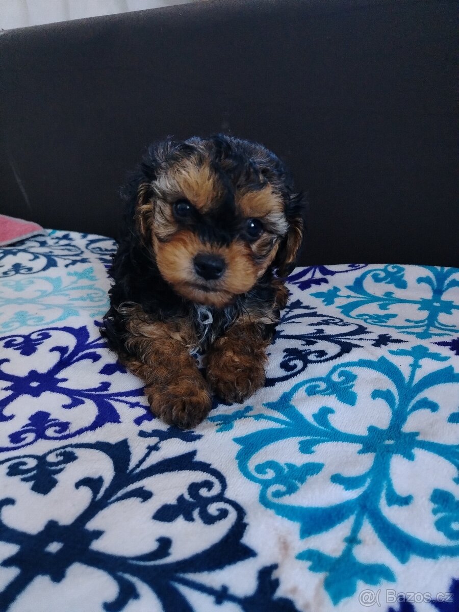 Trpasličí pudl - 7