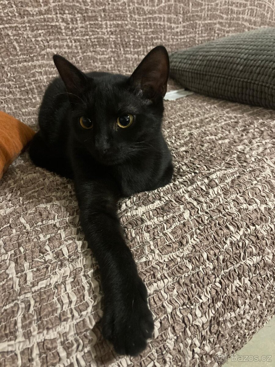 Bolt - osmiměsíční černý kocour, kastrovaný, čipovaný - 7