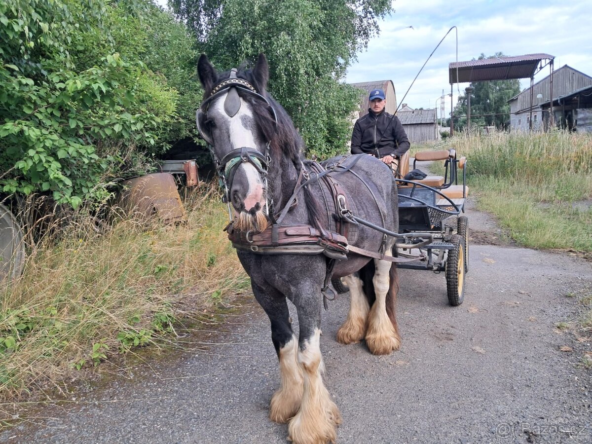 Pripúštanie Írsky Cob - 7