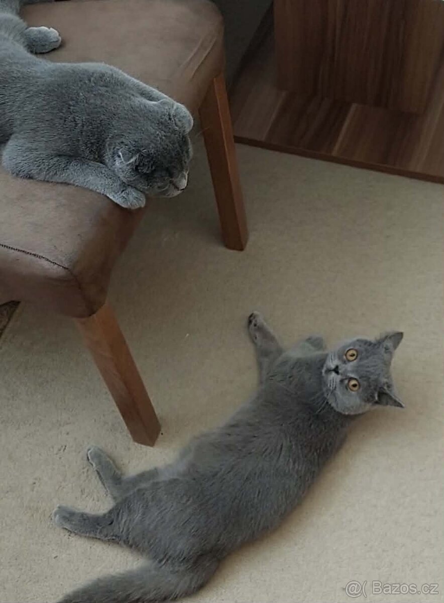 Modrý britský koťátko. - 7