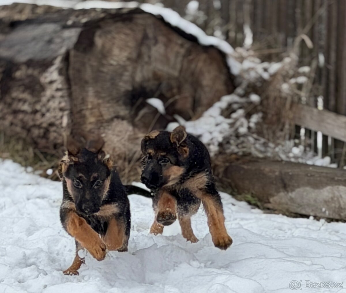 Německý ovčák fenky - 7