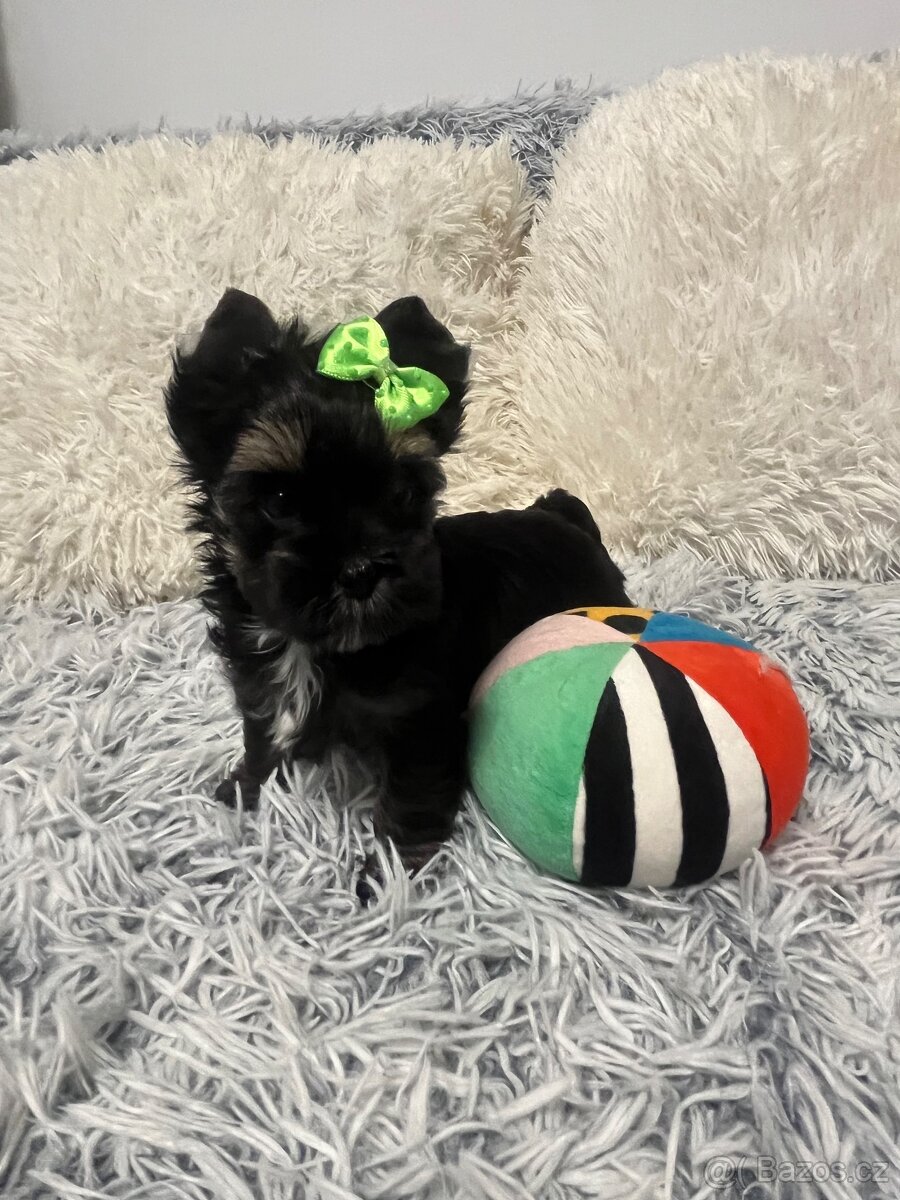 Jorkširský teriér s PP - 7