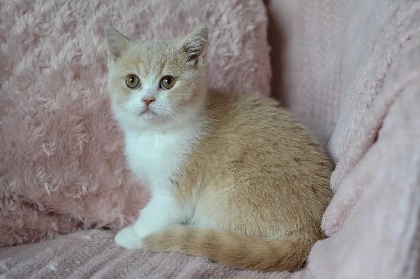 Kocourci s PP k rezervaci - 7