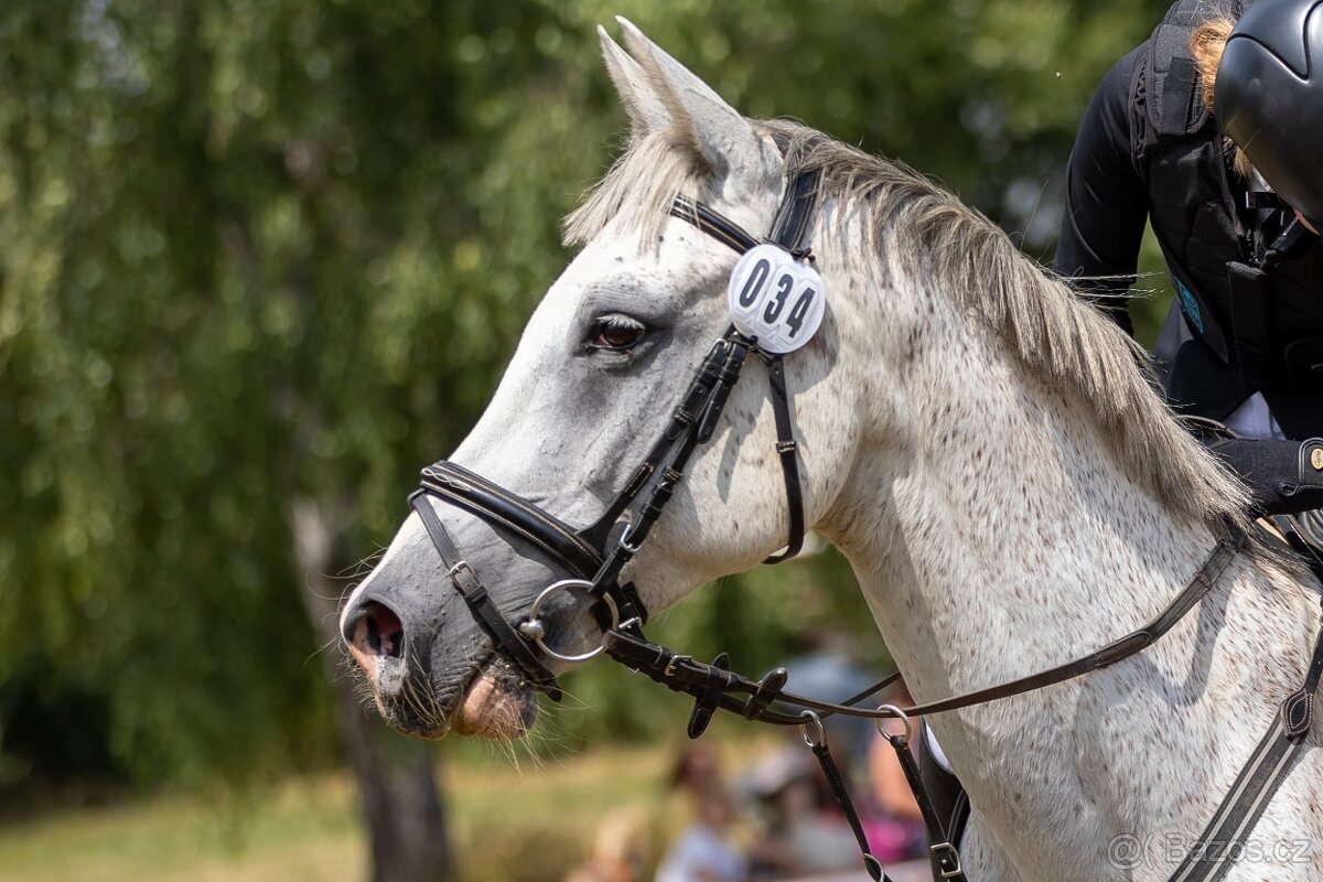 PONY TYP B NA PRODEJ - 7