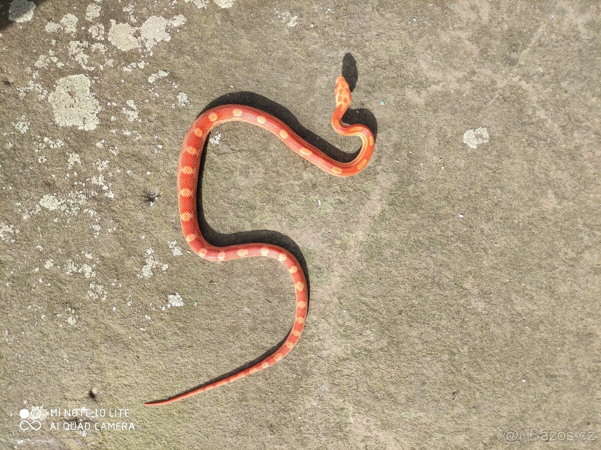 užovka červená, terárium - 7