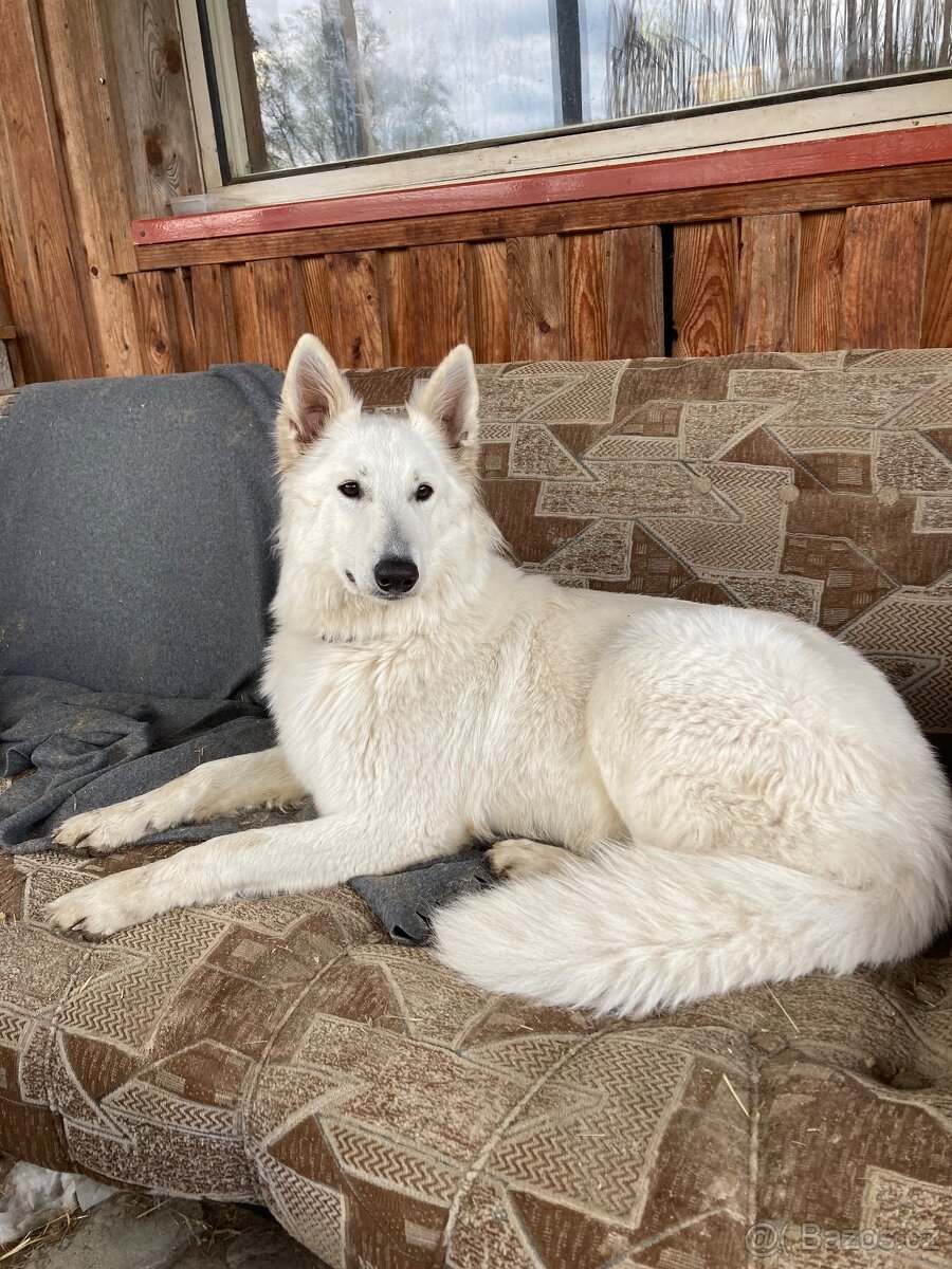 Štěňata Bílý švýcarský ovčák s PP - rezervace - 7