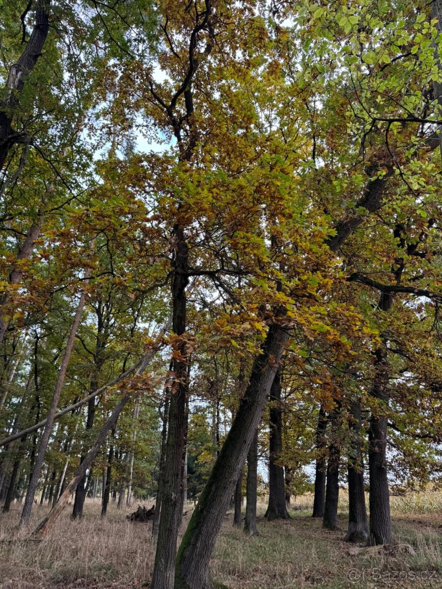 Prodej lesních pozemků v k.ú. Doubrava nad Vltavou - 7