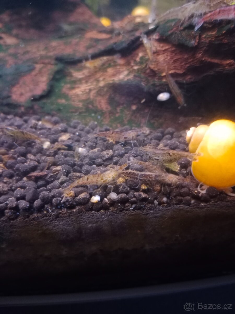 Krevetky Neocaridina modro černá - 7