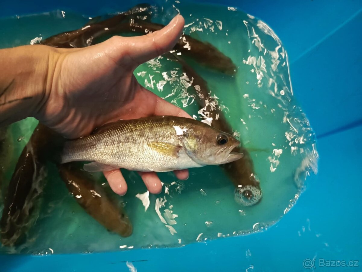 Živé ryby – tržní i okrasné | Volary (okr. Prachatice) - 7