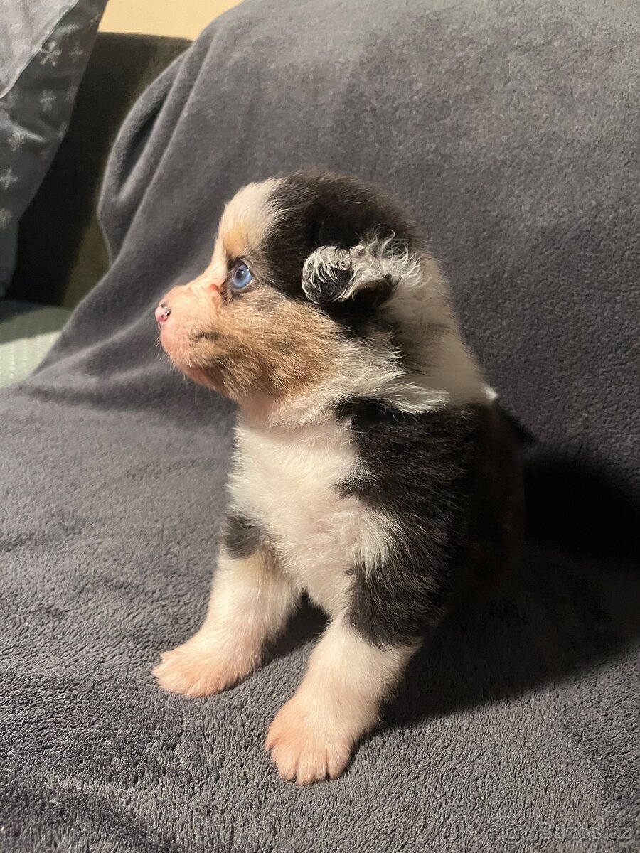 Australský ovčák s PP - štěňata - 7